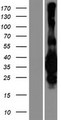 MED29 / IXL Protein - Western validation with an anti-DDK antibody * L: Control HEK293 lysate R: Over-expression lysate
