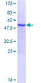 MED29 / IXL Protein - 12.5% SDS-PAGE of human MED29 stained with Coomassie Blue