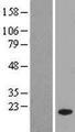 MED31 Protein - Western validation with an anti-DDK antibody * L: Control HEK293 lysate R: Over-expression lysate