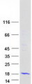 MED31 Protein - Purified recombinant protein MED31 was analyzed by SDS-PAGE gel and Coomassie Blue Staining