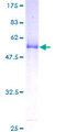 MED7 / CRSP9 Protein - 12.5% SDS-PAGE of human CRSP9 stained with Coomassie Blue