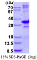 MED7 / CRSP9 Protein