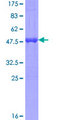 MED9 Protein - 12.5% SDS-PAGE of human MED9 stained with Coomassie Blue