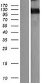 MEGF10 Protein - Western validation with an anti-DDK antibody * L: Control HEK293 lysate R: Over-expression lysate