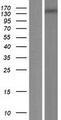 MEI1 Protein - Western validation with an anti-DDK antibody * L: Control HEK293 lysate R: Over-expression lysate
