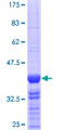 MEIS3 Protein - 12.5% SDS-PAGE Stained with Coomassie Blue.