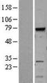 MELK Protein - Western validation with an anti-DDK antibody * L: Control HEK293 lysate R: Over-expression lysate
