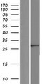 MEMO1 Protein - Western validation with an anti-DDK antibody * L: Control HEK293 lysate R: Over-expression lysate