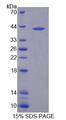 MFI2 / p97 Protein - Recombinant  Melanotransferrin By SDS-PAGE