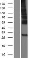 MFSD12 Protein - Western validation with an anti-DDK antibody * L: Control HEK293 lysate R: Over-expression lysate