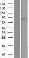 MFSD12 Protein - Western validation with an anti-DDK antibody * L: Control HEK293 lysate R: Over-expression lysate
