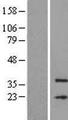MFSD3 Protein - Western validation with an anti-DDK antibody * L: Control HEK293 lysate R: Over-expression lysate