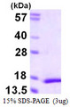MFSD7 / MYL5 Protein
