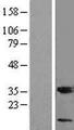 MGST3 Protein - Western validation with an anti-DDK antibody * L: Control HEK293 lysate R: Over-expression lysate