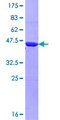 MICAL3 Protein - 12.5% SDS-PAGE Stained with Coomassie Blue.