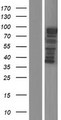 MICALCL Protein - Western validation with an anti-DDK antibody * L: Control HEK293 lysate R: Over-expression lysate