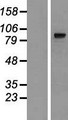 MIPEP Protein - Western validation with an anti-DDK antibody * L: Control HEK293 lysate R: Over-expression lysate