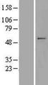MIPOL1 Protein - Western validation with an anti-DDK antibody * L: Control HEK293 lysate R: Over-expression lysate