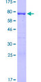 MIPOL1 Protein - 12.5% SDS-PAGE of human MIPOL1 stained with Coomassie Blue