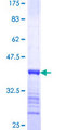 MIPOL1 Protein - 12.5% SDS-PAGE Stained with Coomassie Blue.