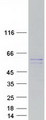 MIPOL1 Protein - Purified recombinant protein MIPOL1 was analyzed by SDS-PAGE gel and Coomassie Blue Staining