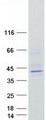MIR16 / GDE1 Protein - Purified recombinant protein GDE1 was analyzed by SDS-PAGE gel and Coomassie Blue Staining