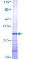 MIXL1 / MIXL Protein - 12.5% SDS-PAGE Stained with Coomassie Blue.