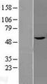 MKRN1 Protein - Western validation with an anti-DDK antibody * L: Control HEK293 lysate R: Over-expression lysate