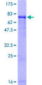 MKRN2 Protein - 12.5% SDS-PAGE of human MKRN2 stained with Coomassie Blue
