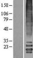 MLF2 Protein - Western validation with an anti-DDK antibody * L: Control HEK293 lysate R: Over-expression lysate