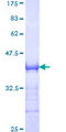 MLLT10 Protein - 12.5% SDS-PAGE Stained with Coomassie Blue.