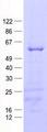 MMP20 Protein