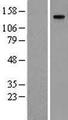 MMRN1 Protein - Western validation with an anti-DDK antibody * L: Control HEK293 lysate R: Over-expression lysate