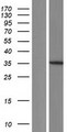 MNAT1 Protein - Western validation with an anti-DDK antibody * L: Control HEK293 lysate R: Over-expression lysate