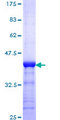 MNAT1 Protein - 12.5% SDS-PAGE Stained with Coomassie Blue.