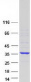 MNAT1 Protein - Purified recombinant protein MNAT1 was analyzed by SDS-PAGE gel and Coomassie Blue Staining