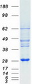 MOB3A / MOBKL2A Protein - Purified recombinant protein MOB3A was analyzed by SDS-PAGE gel and Coomassie Blue Staining