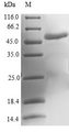 MOCS2 Protein - (Tris-Glycine gel) Discontinuous SDS-PAGE (reduced) with 5% enrichment gel and 15% separation gel.