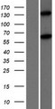 MOV10L1 Protein - Western validation with an anti-DDK antibody * L: Control HEK293 lysate R: Over-expression lysate