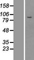 MPHOSPH8 Protein - Western validation with an anti-DDK antibody * L: Control HEK293 lysate R: Over-expression lysate