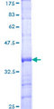 MPND Protein - 12.5% SDS-PAGE Stained with Coomassie Blue.