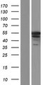 MPP1 Protein - Western validation with an anti-DDK antibody * L: Control HEK293 lysate R: Over-expression lysate