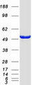 MPP1 Protein - Purified recombinant protein MPP1 was analyzed by SDS-PAGE gel and Coomassie Blue Staining
