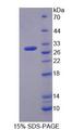 MPP2 Protein - Recombinant  Membrane Protein, Palmitoylated 2 By SDS-PAGE