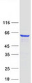 MPP2 Protein - Purified recombinant protein MPP2 was analyzed by SDS-PAGE gel and Coomassie Blue Staining