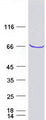 MPP7 Protein - Purified recombinant protein MPP7 was analyzed by SDS-PAGE gel and Coomassie Blue Staining