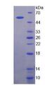 MRC2 / Endo180 Protein - Recombinant  Mannose Receptor C Type 2 By SDS-PAGE