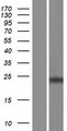 MRO Protein - Western validation with an anti-DDK antibody * L: Control HEK293 lysate R: Over-expression lysate