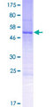 MRO Protein - 12.5% SDS-PAGE of human MRO stained with Coomassie Blue