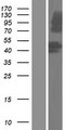 MROH1 / HEATR7A Protein - Western validation with an anti-DDK antibody * L: Control HEK293 lysate R: Over-expression lysate